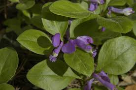 Image result for Polygala filicaulis