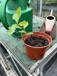Image result for oak sapling