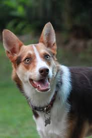 Black And White Herding Dog Breeds Kelpie X Koolie Australian Shepherd Koolie Dog Dog Breed Photos