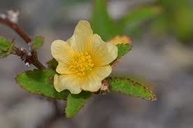 Image result for Sida spinosa