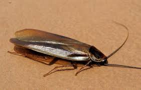 If you are having trouble getting rid of anything from rats to roaches, feel free to look here for advice. Cockroach Control How To Get Rid Of Cockroaches For Good Lawnstarter