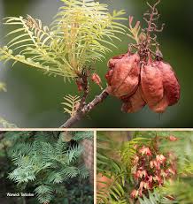 Image result for Erythrophysa