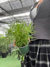 Image result for Senecio barbertonicus