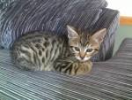 Bengal Cat Breed Profile | Petfinder