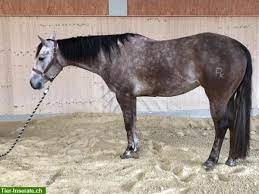 quarter horse stute zu verkaufen schimmel stockmass 148cm tierinserat 346459 stute tiere quarter horses
