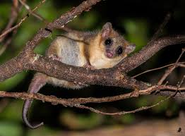Maybe you would like to learn more about one of these? Monito Del Monte Chile Backroads Trip Inaturalist