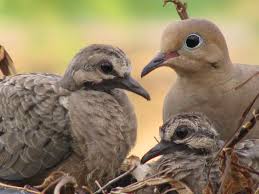 Bird That Sounds Like A Baby Crying Mourning Dove Mourning Dove Dove Bird Bird Photography