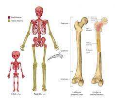 The human body is made up of a complex structure of systems that all work together. 6 1 The Functions Of The Skeletal System Anatomy Physiology