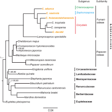 Kode 607 meaning ini memiliki arti yang begitu padat untuk silsilah jodoh, keuntungan, kebahagiaan dan juga banyak sekali memang. Frontiers Comparative Chloroplast Genomics Of Corydalis Species Papaveraceae Evolutionary Perspectives On Their Unusual Large Scale Rearrangements Plant Science