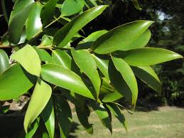 Image result for kauri tree leaf