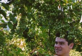 Kinder garten spielhaus katzen vertreiben garten kleiderschrank 2 personen kamin als raumteiler katzenabwehr im garten kamin streichen kamin hark kamin anschließen. Mini Kiwi De Kiwi Pflanzen Kiwi Pflanzen