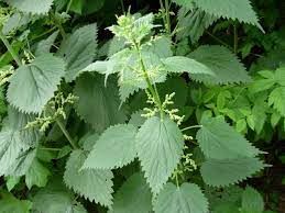 Is there any science behind such ancient cures? Do Dock Leaves Stop Stinging Nettle Stings Interviews Naked Scientists