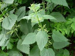 Is there any science behind such ancient cures? Do Dock Leaves Stop Stinging Nettle Stings Interviews Naked Scientists