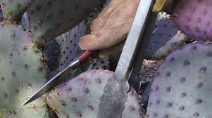 Drinking cactus water on an empty stomach will give you diarrhea or make you vomit. Pruning Cacti And Succulents Phoenix Home Garden