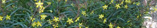 Image result for Lysimachia djalonis