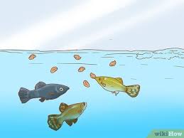 كيفية معرفة عدد الأسماك التي يمكن وضعها في الحوض 11 خطوة