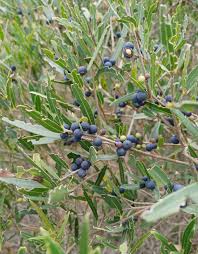 Image result for Rinorea angustifolia