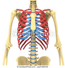 Diaphragm, rib cage, lumbar, coccyx {a system of anatomical plates of the human body, accompanied with descriptions. 3d Illustration Of Human Body Ribs Cage Anatomy The Rib Cage Is An Arrangement Of Bones In The Thorax Of All Vertebrates Canstock