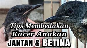 We did not find results for: Burung Decu Kembang Jantan Decu Kembang Trotol Jantan Dan Betina 6 Ciri Burung Anis Jon Pangestu 9 Months Ago