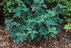 Image result for Delosperma mahonii