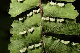 Image result for Adiantum comorense