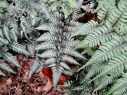 Image result for Athyrium newtonii