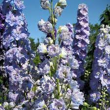 Les frelons dévastent le jardin en été. Alysson Maritime Couvre Sol Casa Jardin Y Bricolaje 10000 Graines D Alysse Violet Pourpre Tapis Royal Freetechsolutions Com Ar