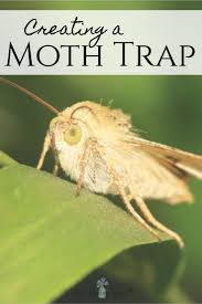 Good pheromone moth traps on a budget Creating A Homemade Moth Trap Diy Moth Trap Little House Living