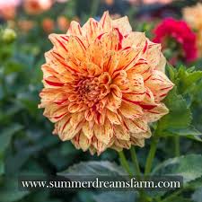 Image result for Gloriosa