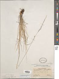 Image result for Triraphis schinzii