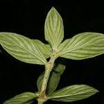 Image result for Hexasepalum sarmentosum