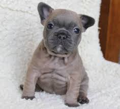 Our mission is to expand our frenchie family one puppy at a time and bring joy to frenchie lovers everywhere! French Bulldogs For Sale In Iowa Petfinder