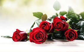 Voir plus d'idées sur le thème fleurs, peinture fleurs, peinture. Fleurs Rose Bouquet Fleur Amour Fleur Rouge Rose Rouge Fond D Ecran Hd Wallpaperbetter