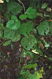 Image result for Urera