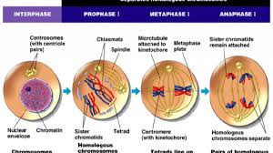 (1) zigot, (2) fase zigot kemudian membelah secara mitosis dan terus menerus. Pembelahan Mitosis Dan Tahap Tahapnya Dosenbiologi Com