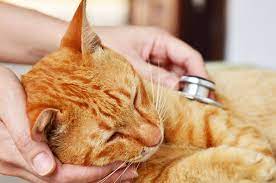 Darmverschluss Bei Katzen Symptome Ursachen Behandlung Zooplus
