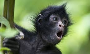 Readers Recommend Songs About Monkeys And Apes Rainforest Animals Amazon Animals Animals