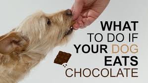 You dog may appear restless and irritable. Vets Warn Easter Eggs Are Dangerous For Dogs Here S What To Do If Your Dog Eats A Chocolate Treat Surrey Live