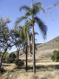 Image result for Syagrus romanzoffiana