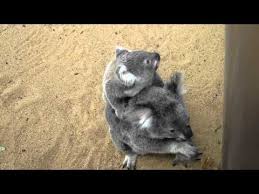Baby Koala Running A Little Bit Lone Pine Koala Sanctuary Koala Baby Koala