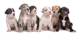 Yesterday at 12:57 pm ·. Great Dane Dog Breed Information Temperament Health