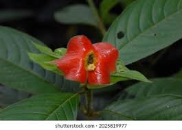 Image result for Psychotria hypsophila