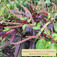 Image result for Barleria boehmii