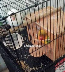 Ini cara termudah membuat pakan lovebird konslet racikan. Tips Mengkonsletkan Lovebird Ala Om Isan Fadjrian Om Kicau