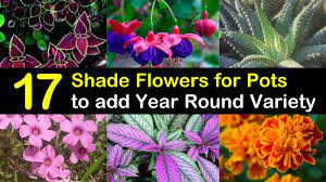 See more ideas about flower pots, planting how to plant potted flowers outdoors in the soil : 17 Shade Flowers For Pots To Add Year Round Variety