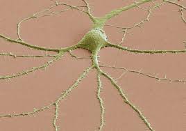 Image result for brain cell