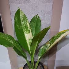 Variegated Dieffenbachia Locally Known Shibui Plants Manila Facebook
