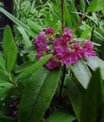 Image result for Clutia angustifolia