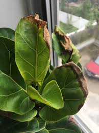 Do you have brown spots on fiddle leaf fig leaves? Fiddle Leaf Fig With Brown Spots The Sill Forum