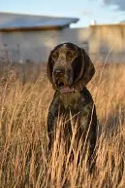 Image result for auvergneský ohař